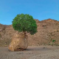 خانه ویلا میانجگل فسا
