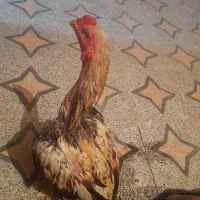 خروس لاری اصل|حیوانات مزرعه|ارزوئیه, |دیوار