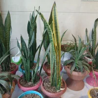 گلدان سانسوریا