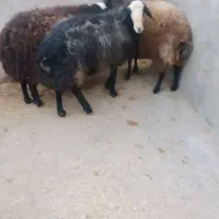 فروشی فوری سه عدد قوچ|حیوانات مزرعه|تاکستان, |دیوار