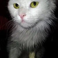 واگذاری پرشین سفید