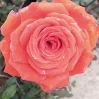 گل رزهلندی پانصدمتربعدازپالایشگاه تبریزبطرف آذرشهر