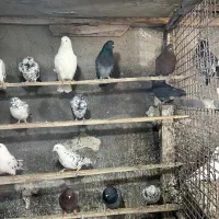 کبوتر‌تهرانی .پرشی|پرنده|هشتگرد, خور|دیوار