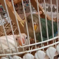 طوطی برزیلی|پرنده|سورک, |دیوار