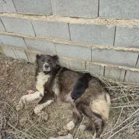 سگ پیدا شده