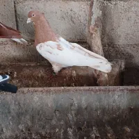 رنگی دوتا نر|پرنده|شوشتر, |دیوار