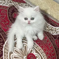 گربه پرشین اصیل|گربه|تهران, نازی‌آباد|دیوار