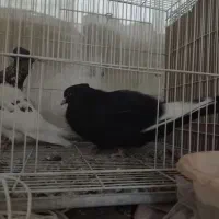 کله هفت رنگ