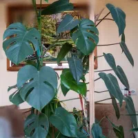 تعدادی گل و گیاه طبیعی زینتی|گل و گیاه طبیعی|بروجرد, |دیوار