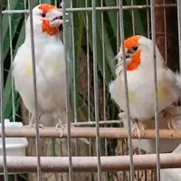 یک جفت سهره سفید اروپایی