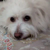 سگ گمشده نر.اسلامشهردرتاریخ1404/5/16.|حیوانات|اسلامشهر, شهرک قائمیه|دیوار