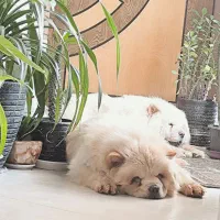 چاو چاو ماده یکسالو نیم|سگ|اصفهان, خرم|دیوار