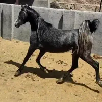 کره مادیان ۳ سال کره کیان کمیجان نوه کامران قدیری