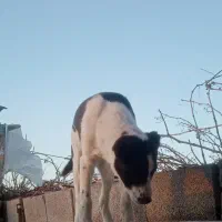 سگ افقانی|سگ|فریمان, |دیوار