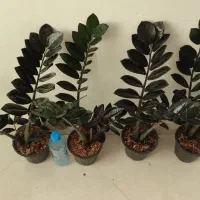 زاموفیلیا سوپر بلک|گل و گیاه طبیعی|بیرجند, |دیوار