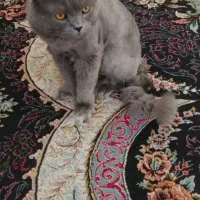 گربه بریتیش نر عقیم نشده