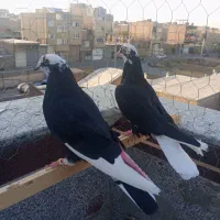 جفت کبوتر نر و ماده