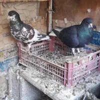 نر وماده خوشرنگ و یال گلدار