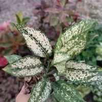 انواع گل و گیاه آپارتمانی