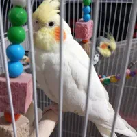 عروس هلندی|پرنده|مشهد, فاطمیه|دیوار