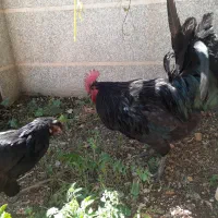 خروس سیاه نژاد بریتیش