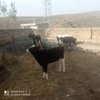 فروش ۳عدد کوساله ماده|حیوانات مزرعه|گرمی, |دیوار