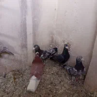 کفتر پرشی|پرنده|تربت‌حیدریه, پائین ولایت|دیوار