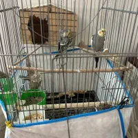 عروس هلندی مولد|پرنده|فردیس, شهرک ۱۱۰|دیوار