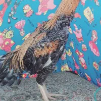 کوکو وارداتی