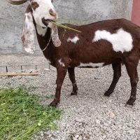 پلو|حیوانات مزرعه|بمپور, |دیوار