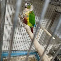 گرینچیک|پرنده|نسیم‌شهر, |دیوار