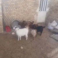 شیش‌راس بزغاله‌‌دونی‌۴‌تومان‌مخصوص‌قربانی‌‌وداشت|حیوانات مزرعه|اراک, |دیوار