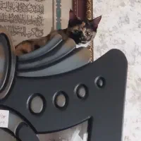 فروش گربه خونگی با کلیه لوازم