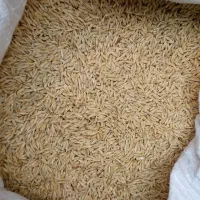 جو محلی درجه یک بذری
