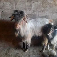بخته