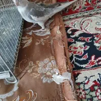 عروس هلندی نر|پرنده|اصفهان, سرشبادران|دیوار