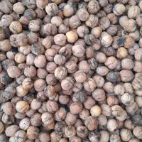 فروش گردو درجه یک محلی