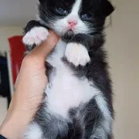 گربه پرشین اسکاتیش نر