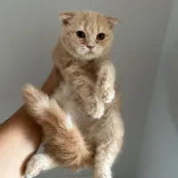 اسکاتیش کرم طلایی|گربه|کرج, فاز ۱ مهرشهر|دیوار