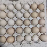 تخم مرغ لاری افغان به شرط نطفه قوی