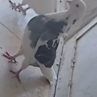 کفتر گمشده|حیوانات|تویسرکان, |دیوار