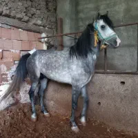 اسب|اسب و تجهیزات اسبسواری|گرگان, |دیوار