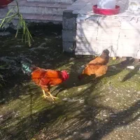 مرغ و خروس جوان یکساله رسمی