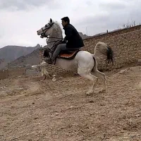 نریان کرد خالص|اسب و تجهیزات اسب‌سواری|تهران, آرژانتین|دیوار