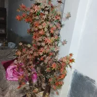 درخت پاییزی مصنوعی سالم بفروش میرسد|گل و گیاه طبیعی|شیراز, قلعه شاهزاده بیگم|دیوار