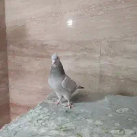 پرنده|پرنده|شیراز, سایت اداری|دیوار