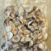 گوش ماهی(صدف دریایی)