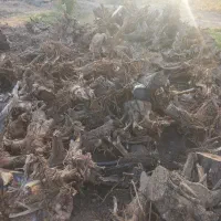 ریشه مرکبات
