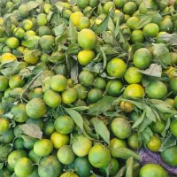 نارنگی