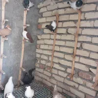 کبوتر رنگه|پرنده|بیرجند, |دیوار